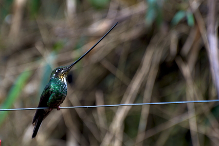 Sword-billed_Hummingbird_fem