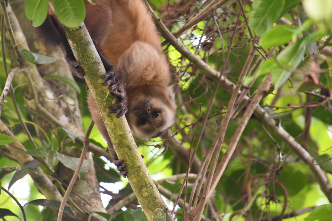 Large-headed Capuchin