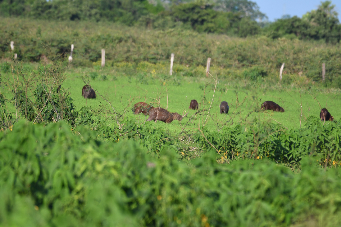 Greater Capybara