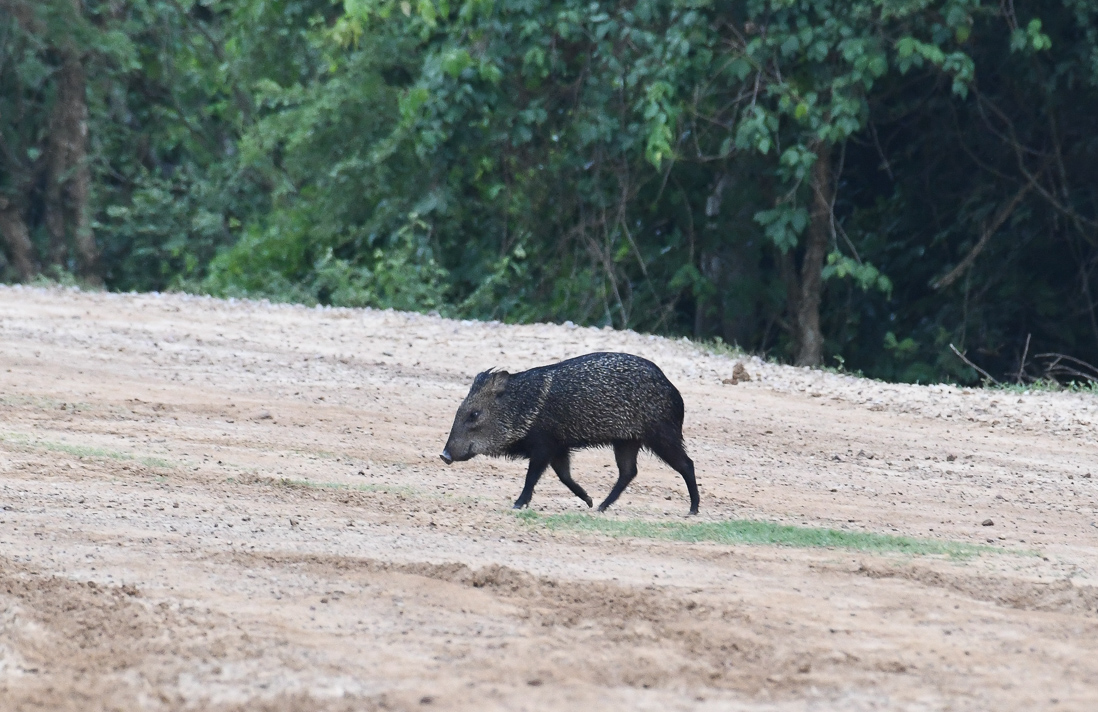 Collared Peccary