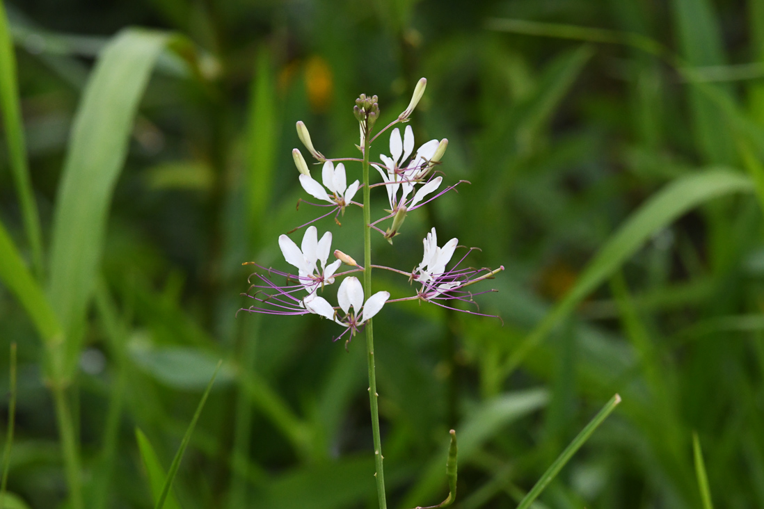 Cleome gynandra, inkommen afrikansk art
