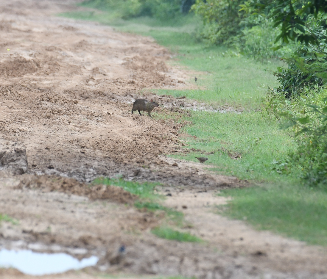 Azara's Agouti