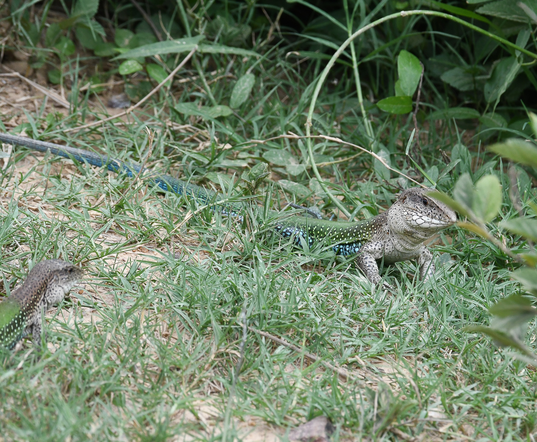 Giant Ameiva, Ameiva ameiva