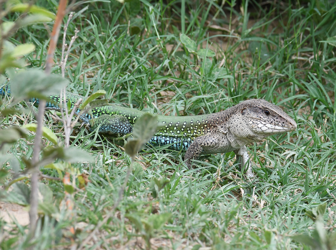 Giant Ameiva, Ameiva ameiva