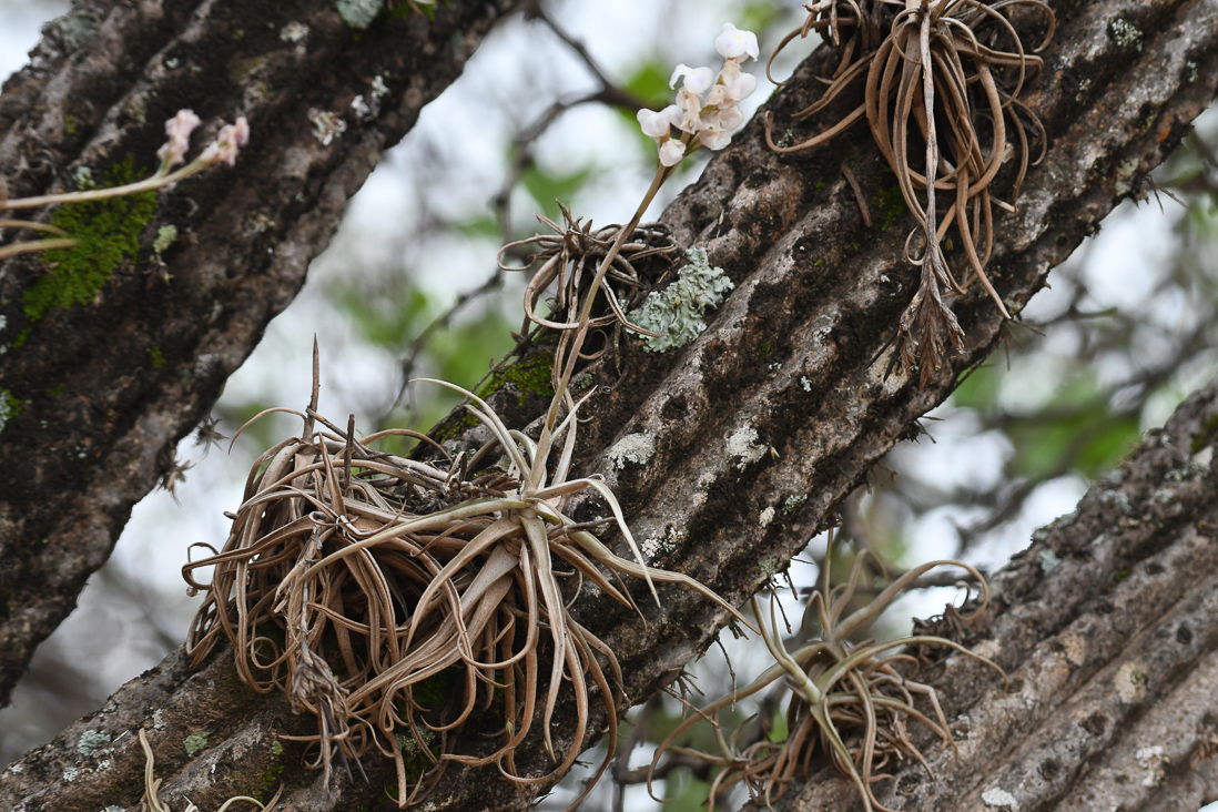 Tillandsia sp. 