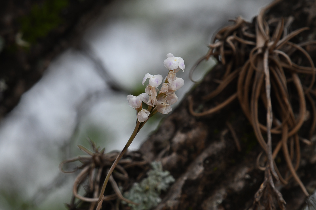 Tillandsia sp. 