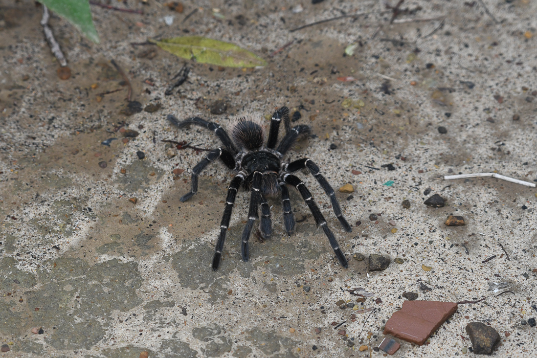 Bolivian Blueleg Tarantula, Pamphobeteus antinous