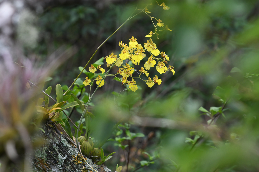 Oncidium sp. (ett orkidésläkte med 300 arter)