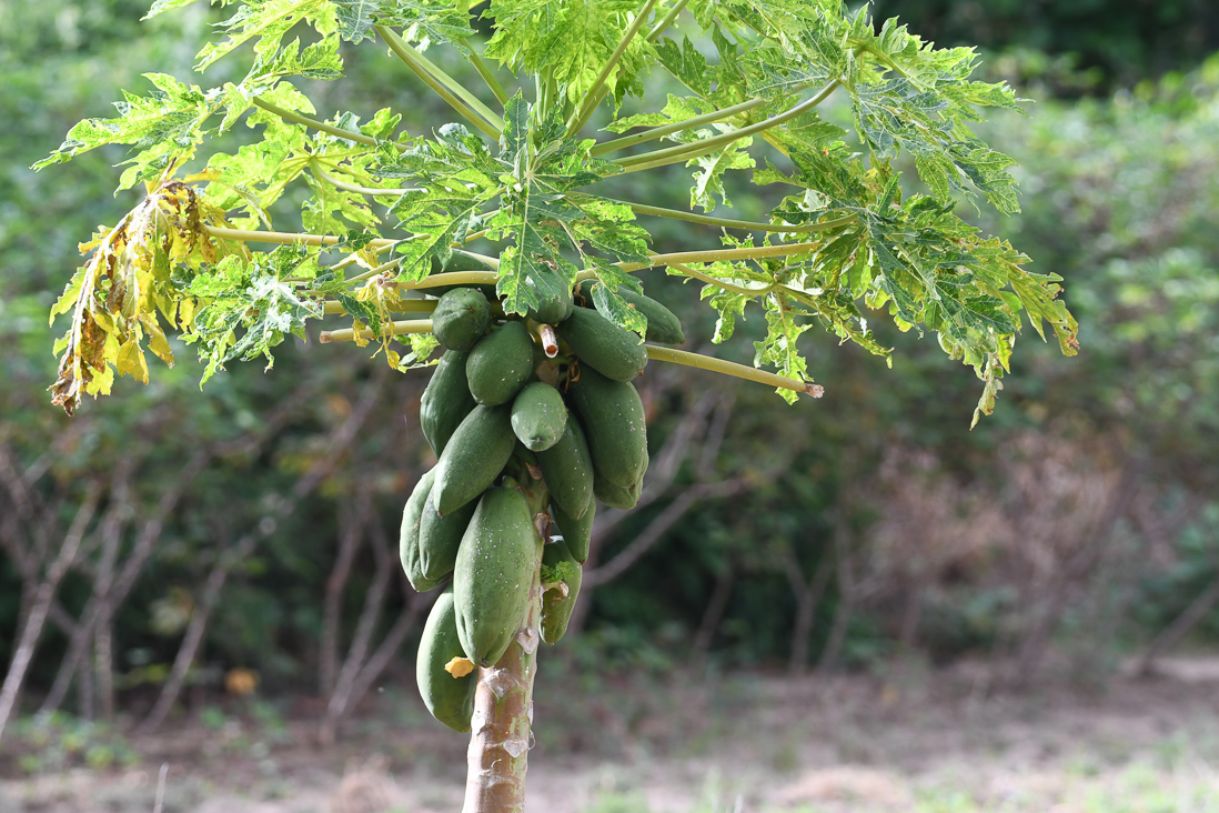 Papaya