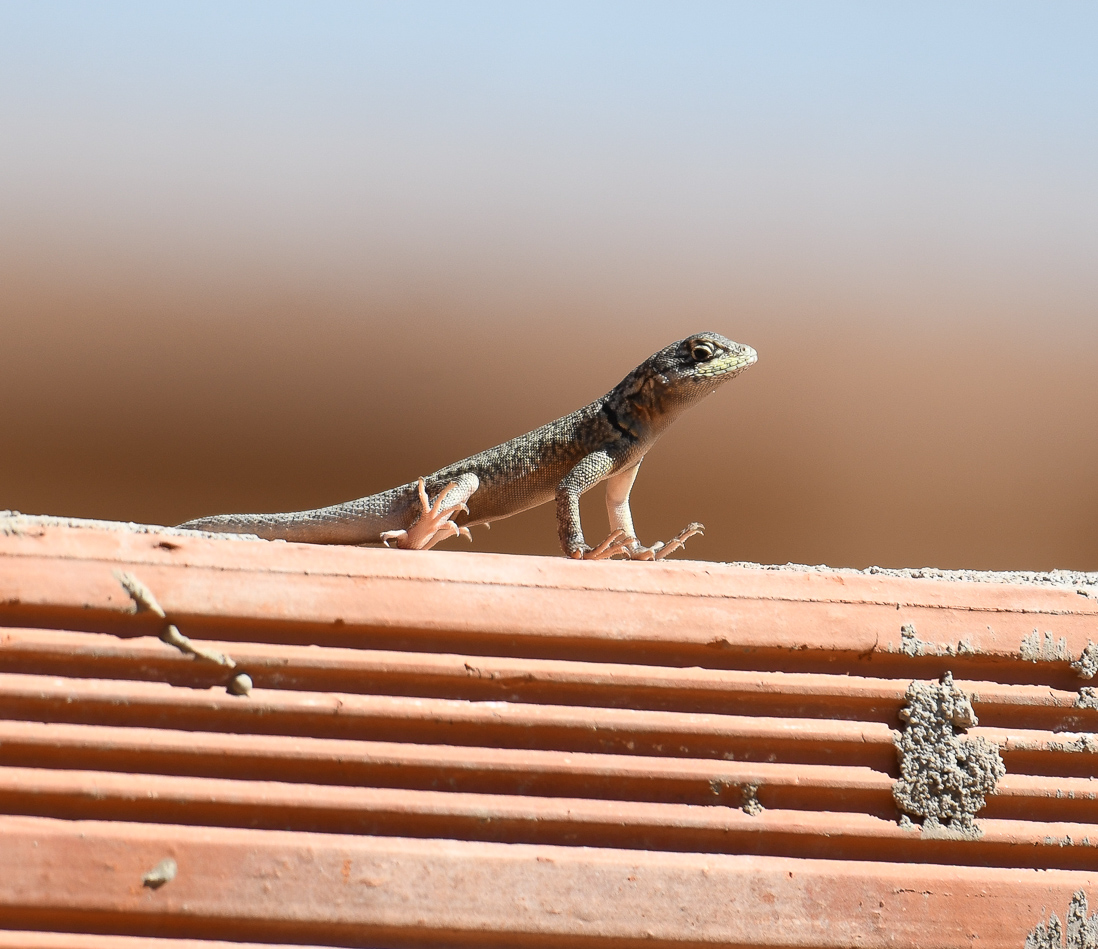 Peter's Lav Lizard, Tropiduris hispidus