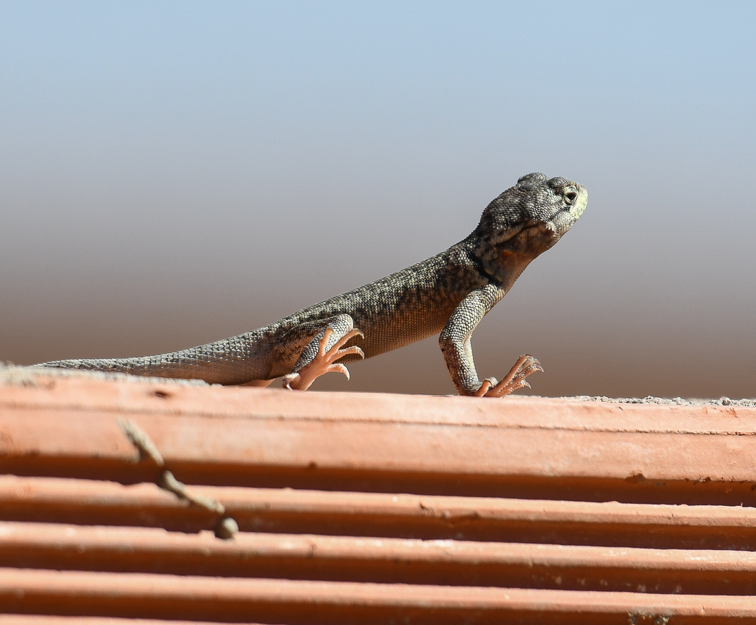 Peter's Lav Lizard, Tropiduris hispidus