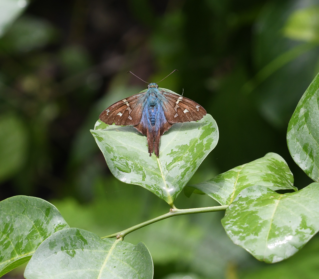 Long-tailed Skipper, Urbanus proteus