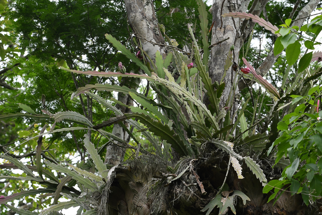 Epiphyllum sp. (en bladkaktus). Växer PÅ en älghornsbräken.