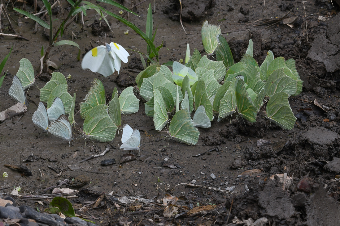 White Angled Sulphur, Anteos clorinde