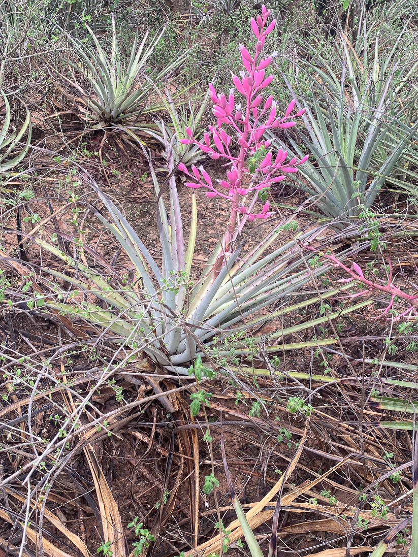 Puya reducta