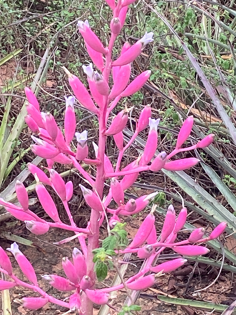 Puya reducta