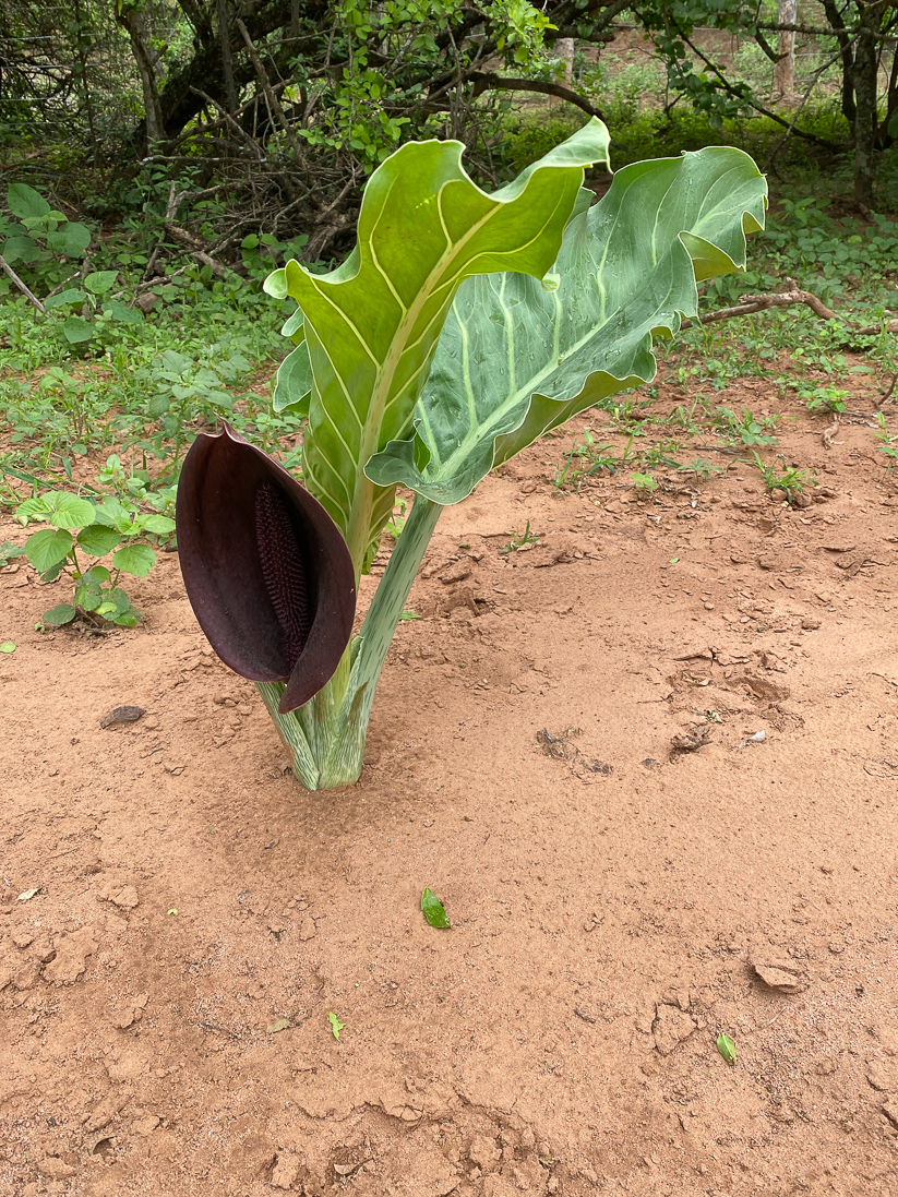Synandrospadix vermitoxicus (en kalla)