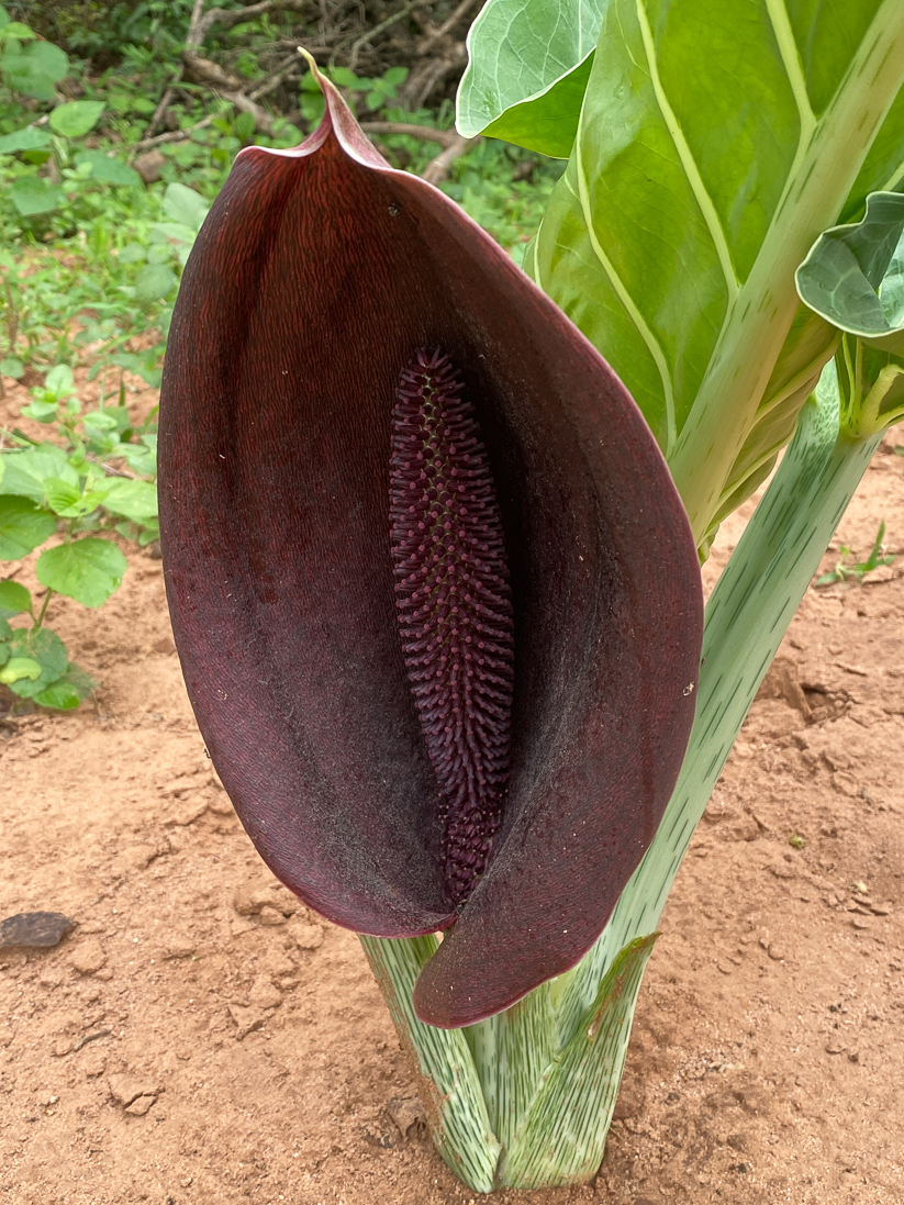 Synandrospadix vermitoxicus (en kalla)