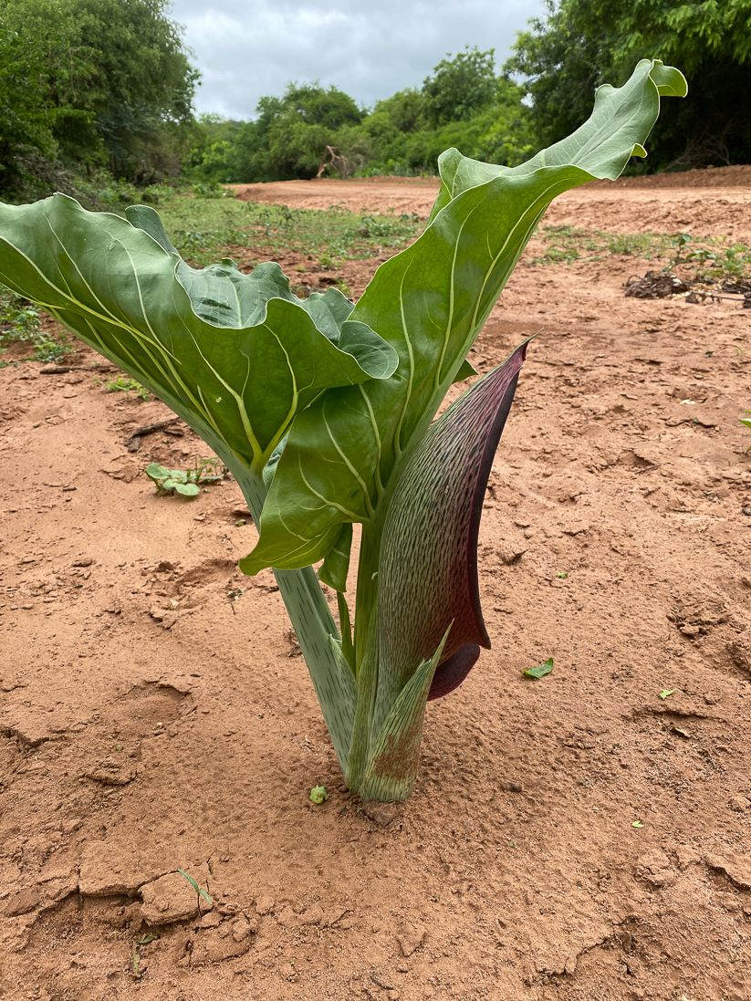 Synandrospadix vermitoxicus (en kalla)