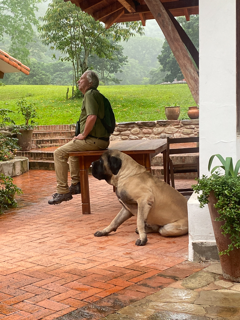 Nils och en liten Mastiff