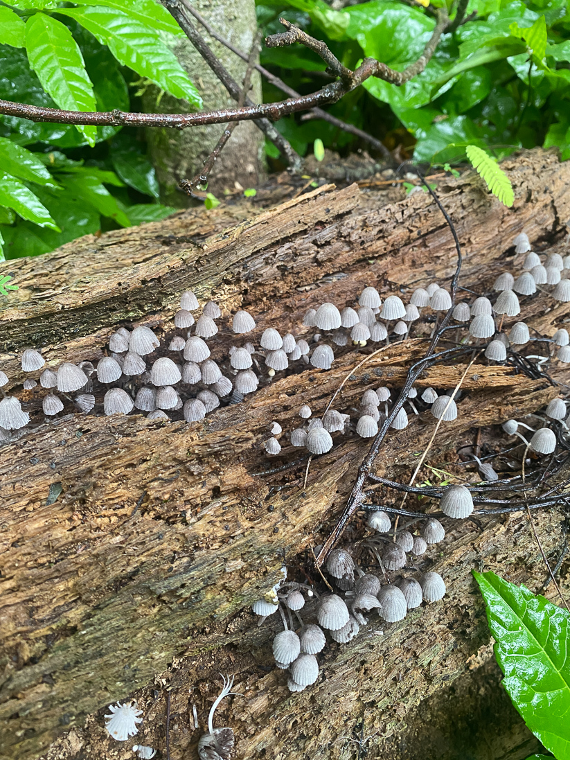 En stubbläcksvampa, Coprinellus disseminatus