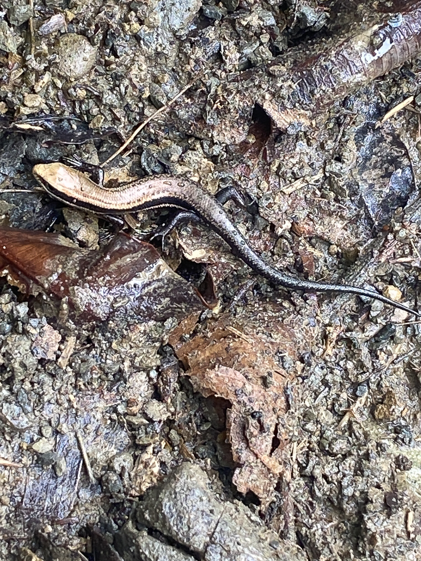 Copeoglossum nigropunctatum, Blackspotted Skink