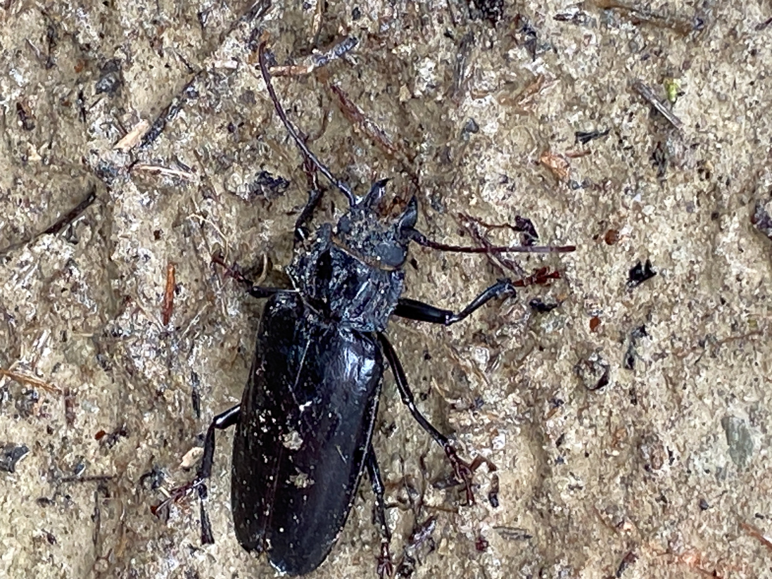 Ctenocelis coelis (en långhorning)