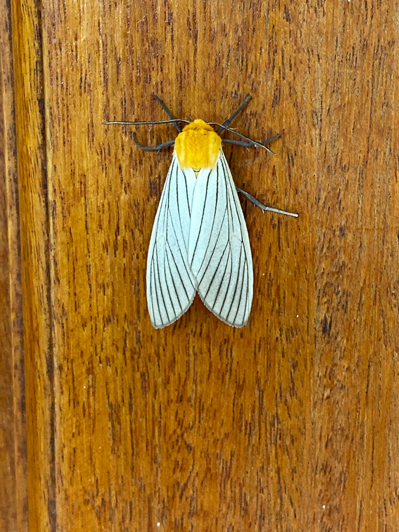 Pseudischnocampa striata (en björnspinnare)