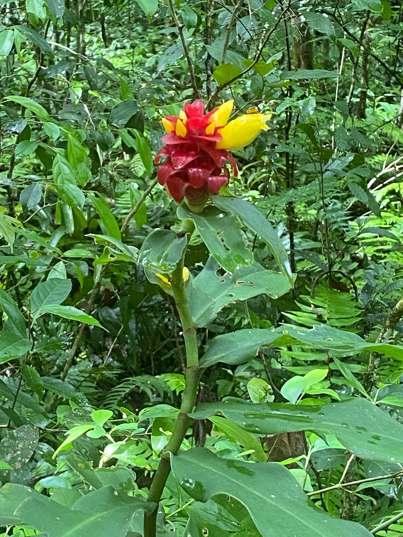 Costus barbatus