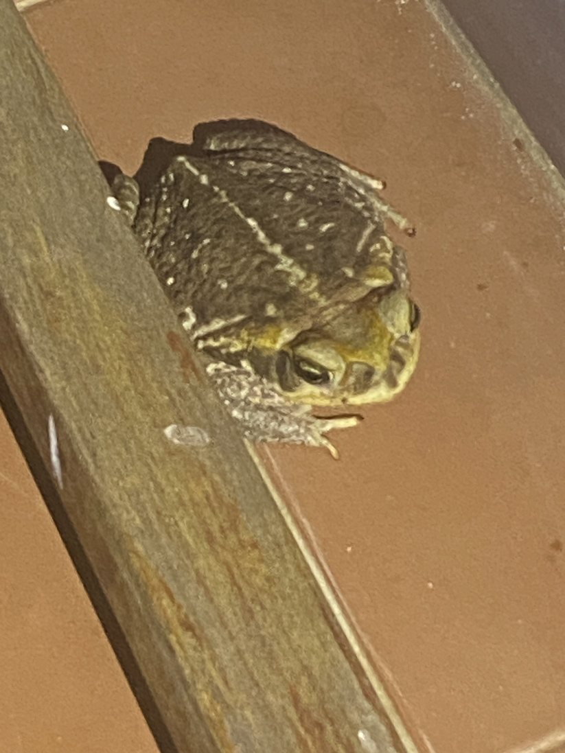 Cope's Toad, Rhinella diptycha