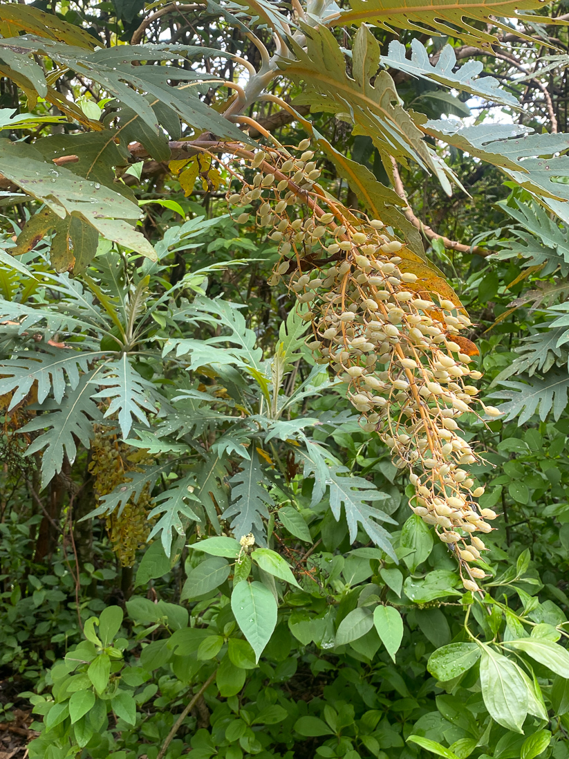 Parrotweed, Bocconia frutescens