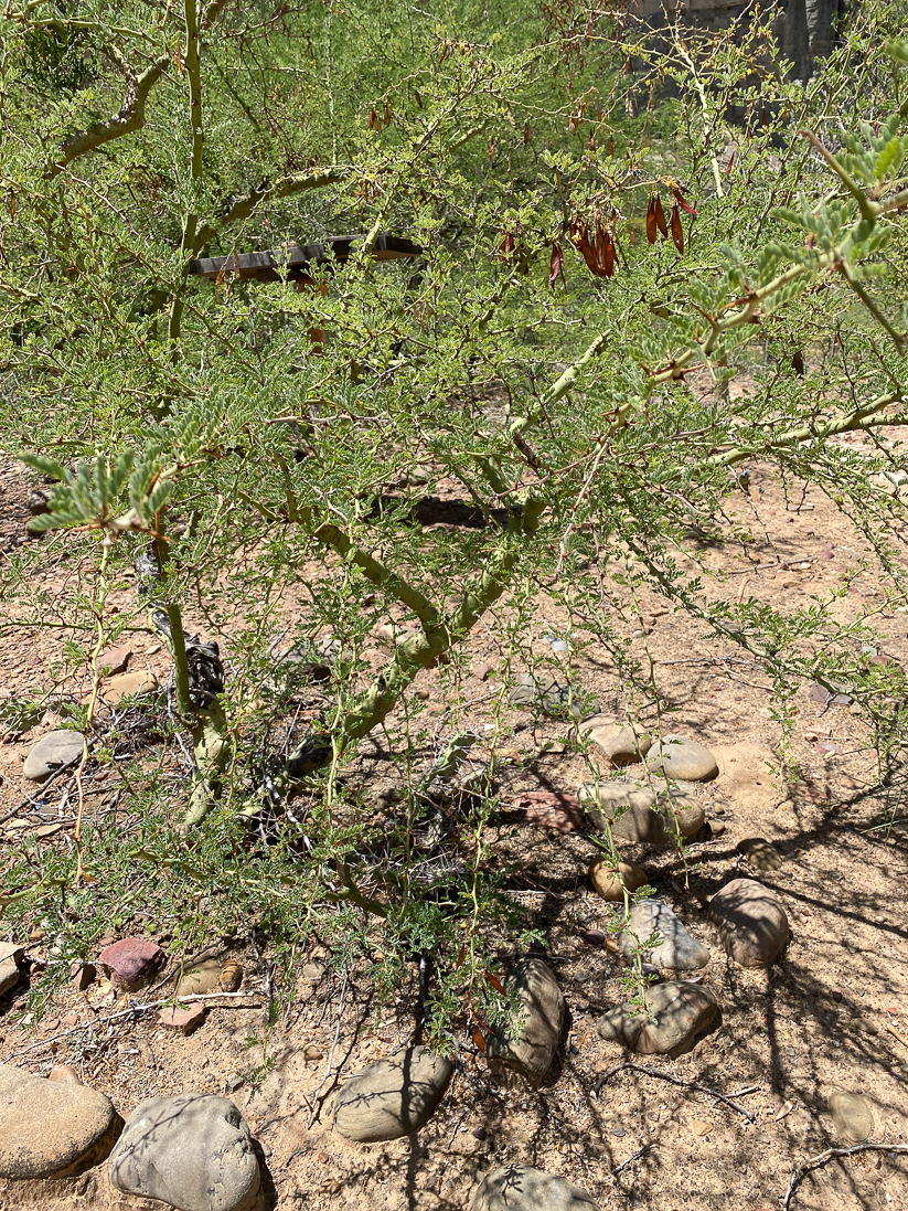 Palo Verde-buske?