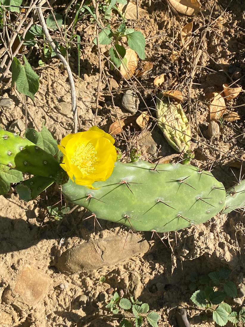 Opuntia