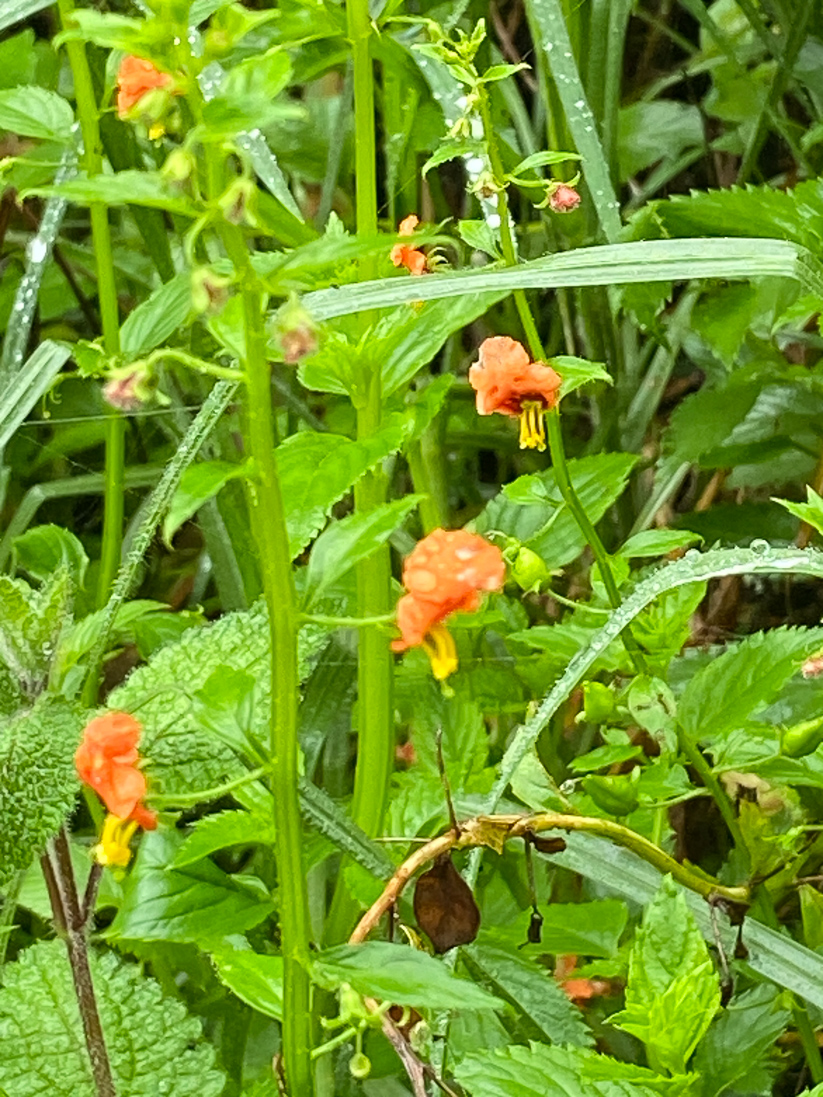 Alonsoa meridionalis (flenörtsväxt)