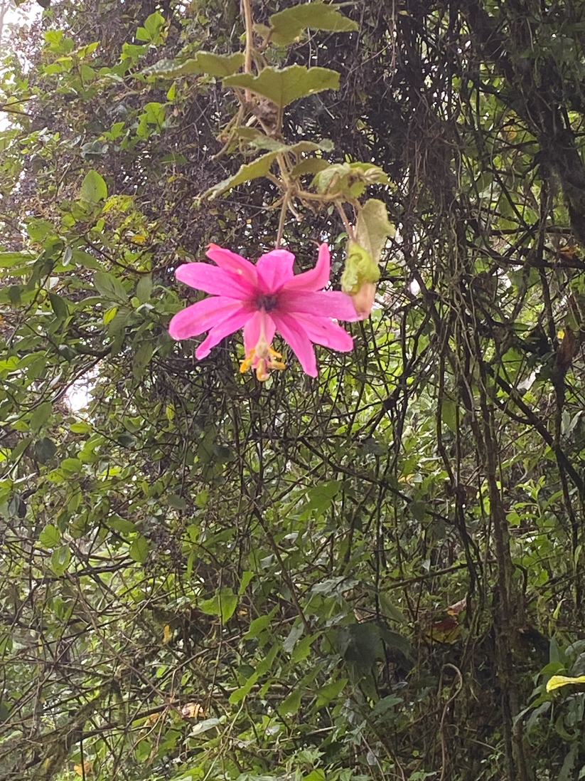 Passiflora tripartita (en passionsblomma)