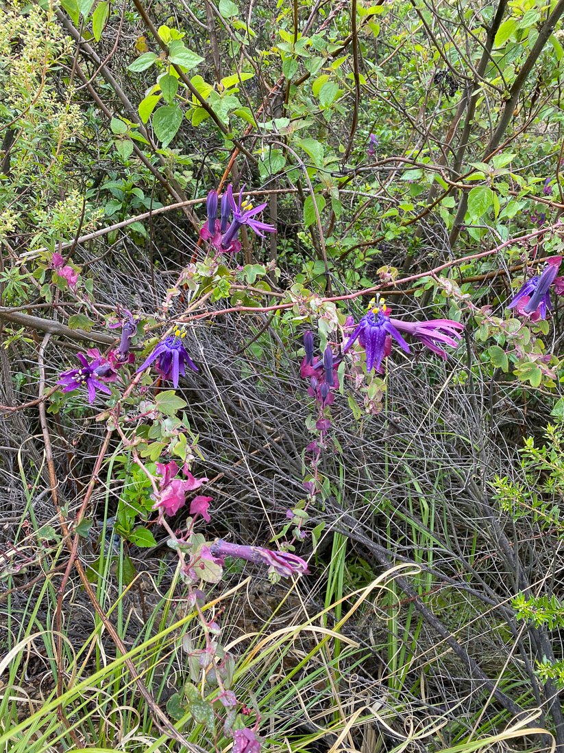Passiflora tripartita (en passionsblomma)