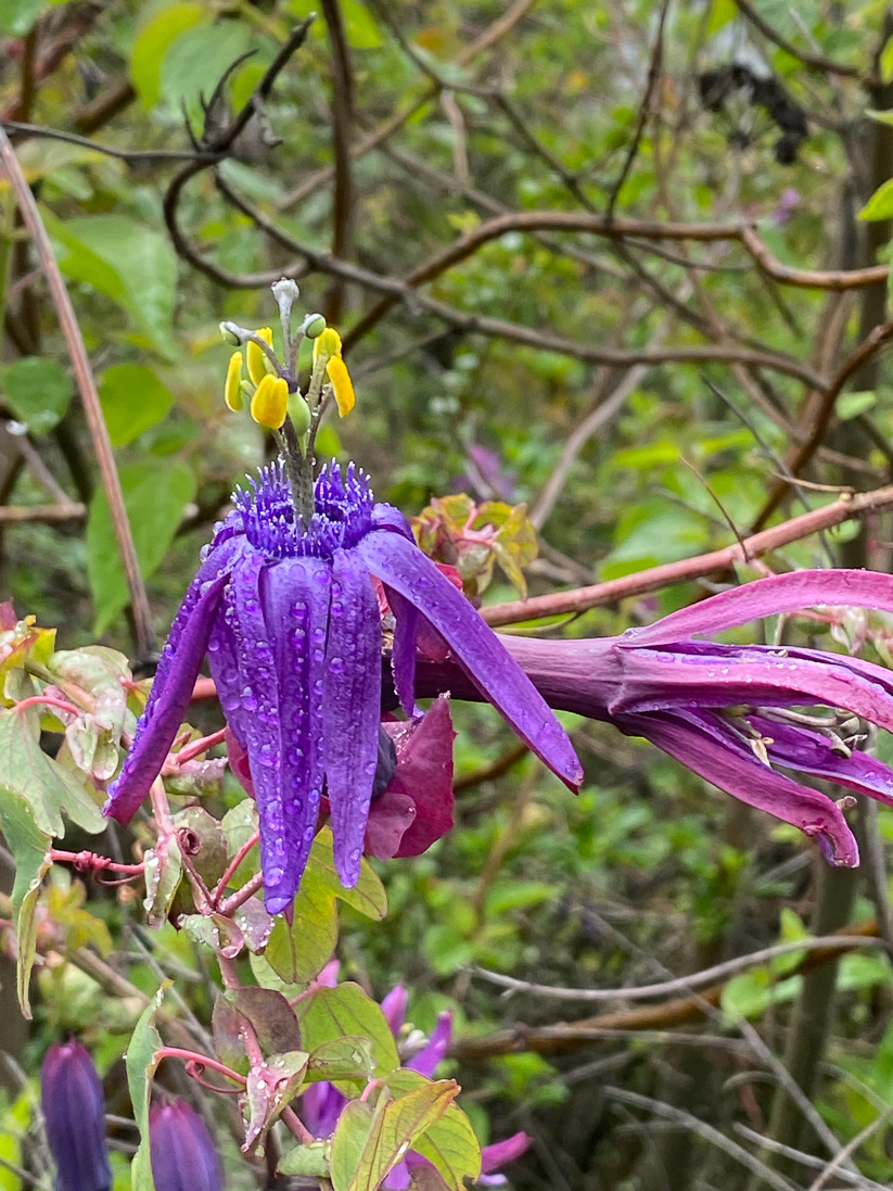 Passiflora tripartita (en passionsblomma)