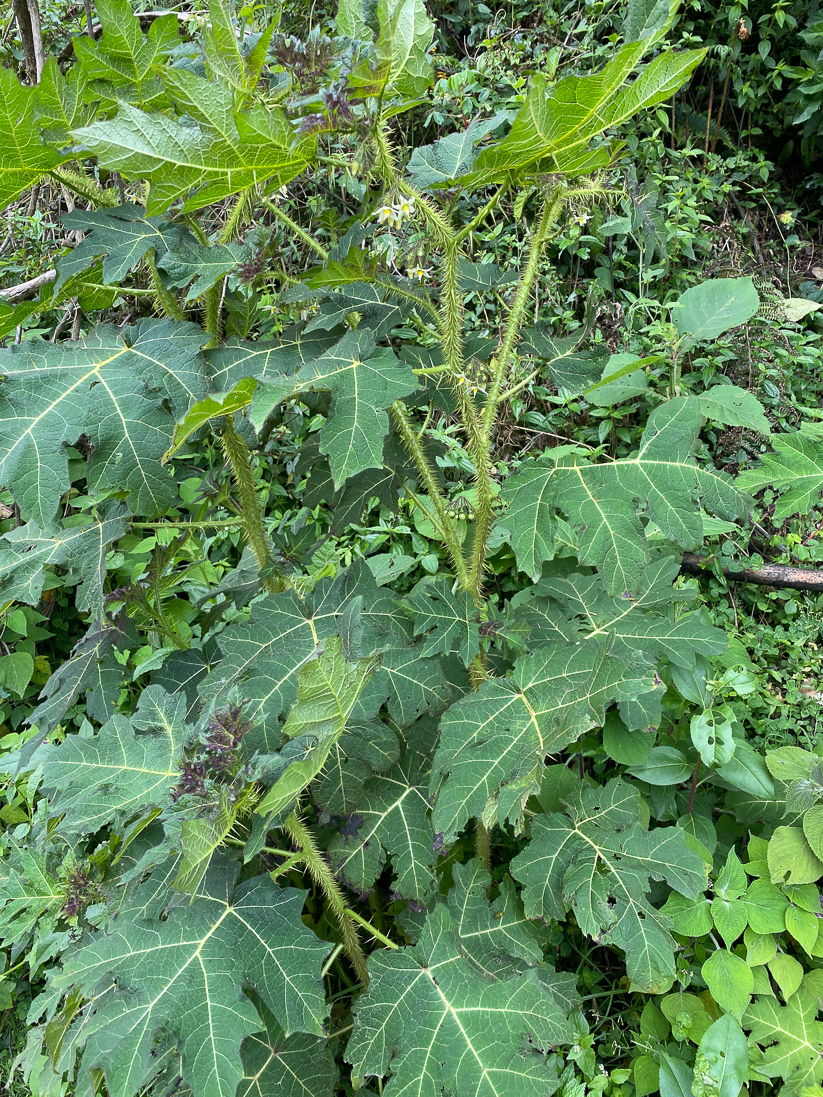 Solanum palinacanthum (en potatisväxt)