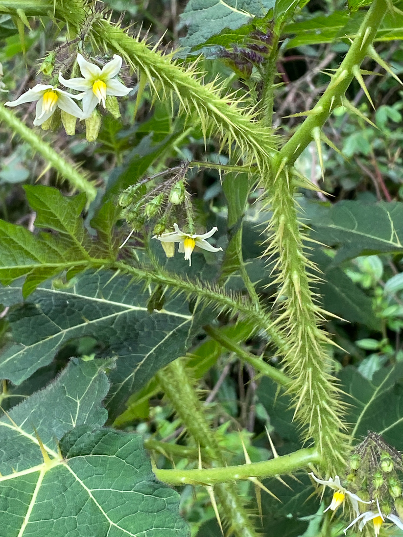 Solanum palinacanthum (en potatisväxt)