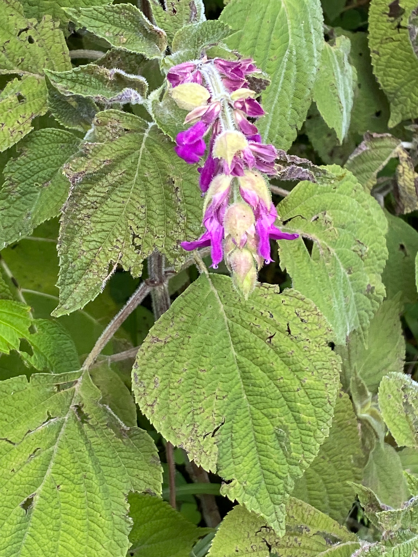 Salvia sp.