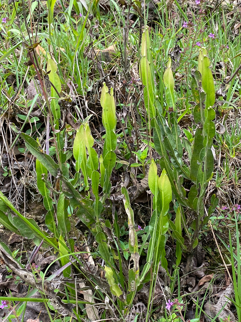 Baccaris trimera (en korgblommig växt)