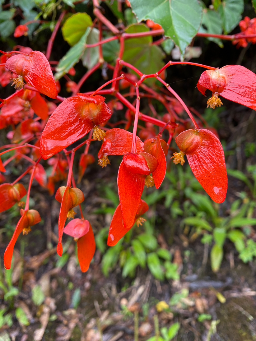 Begonia sp.