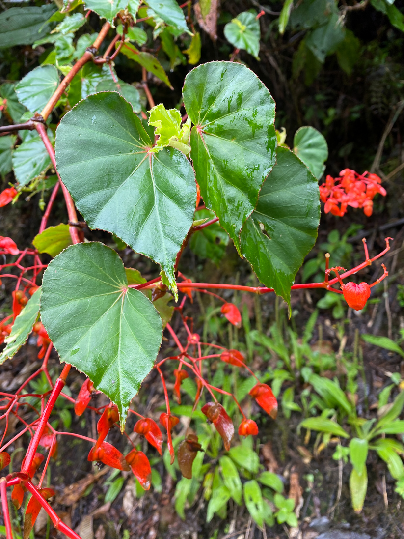 Begonia sp.
