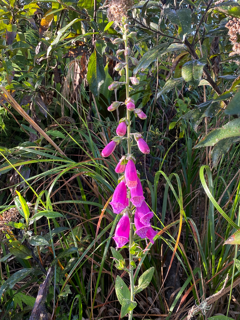 Fingerborgsblomma