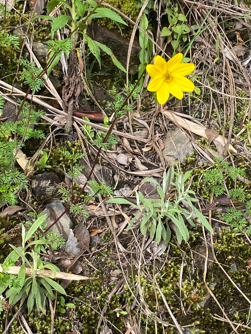 Bidens andicola