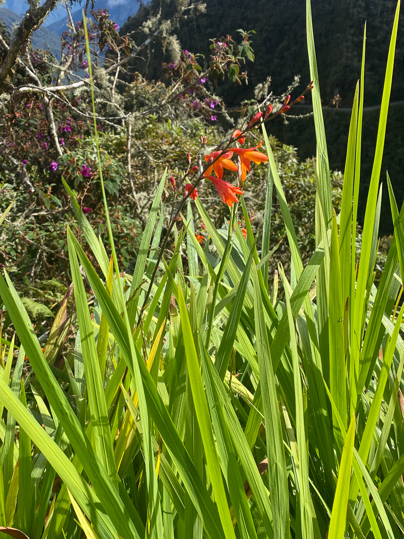 Montbretia sp. (en irisväxt)