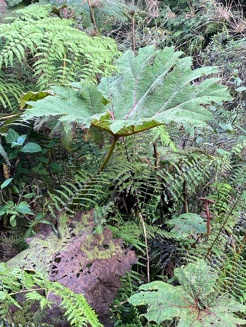 Gunnera margaretae
