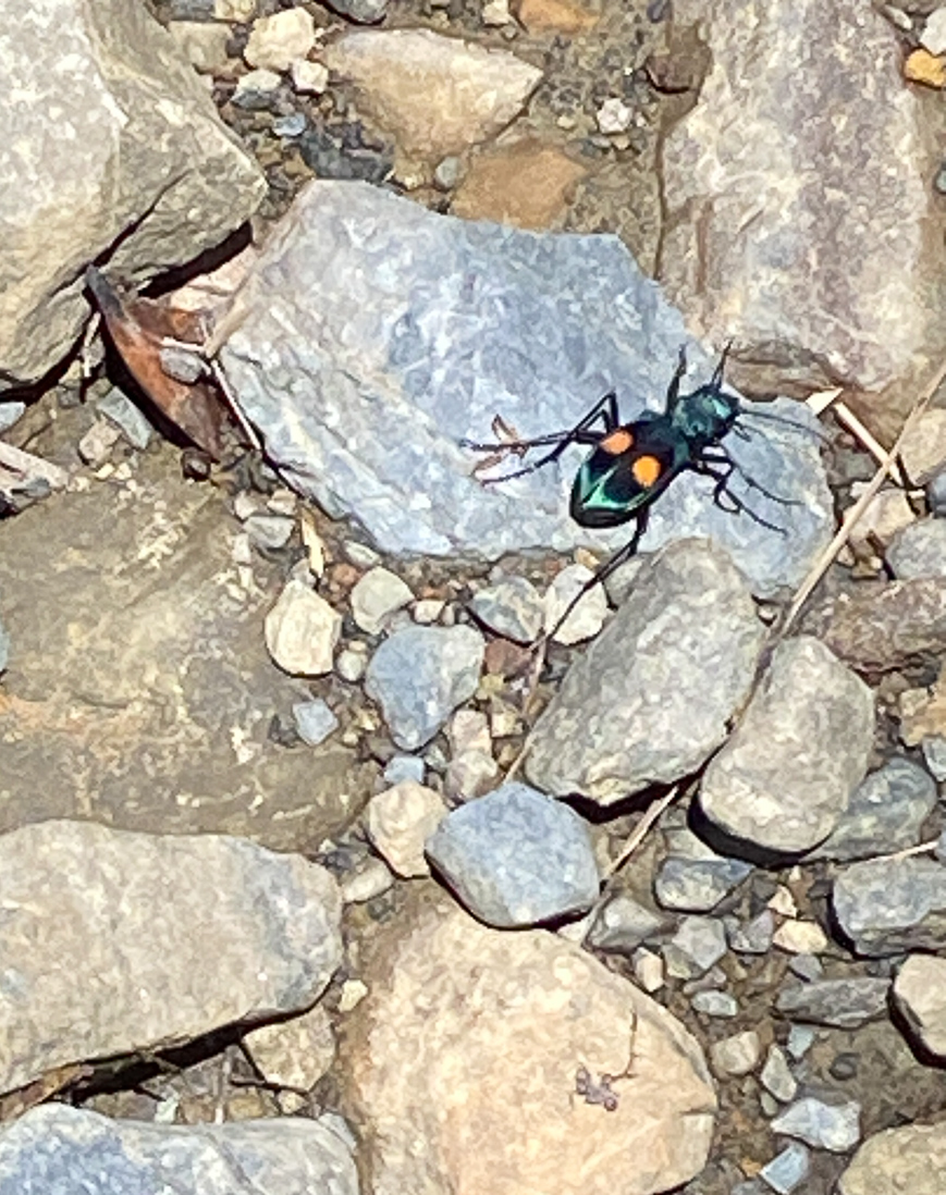 Pseudoxycheila bipustulata
