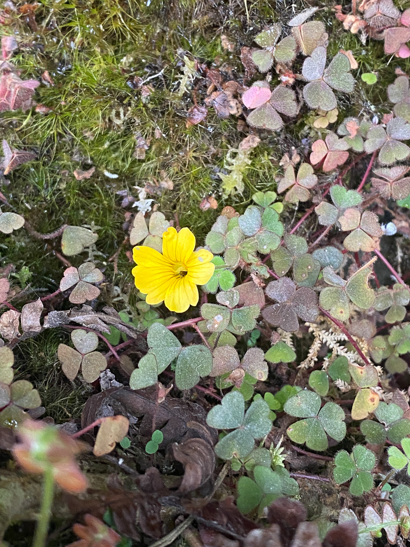 Chilean Yellow-sorrel, Oxalis valdiviensis (guldoxalis)