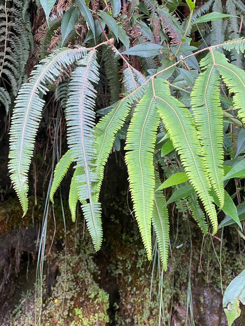 Sticherus ferrugineus (ormbunke)